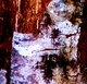 Bark