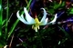 Fawn Lily