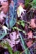 Fawn Lily 3