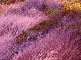 Organic Design 3
