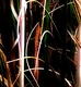 Organic Design 6
